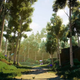 An image of a lush looking forest cascaded by a some beautiful sun.
